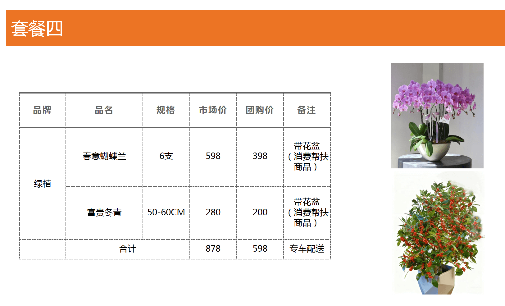 套餐四：绿植春意蝴蝶兰+富贵冬青（带花盆）